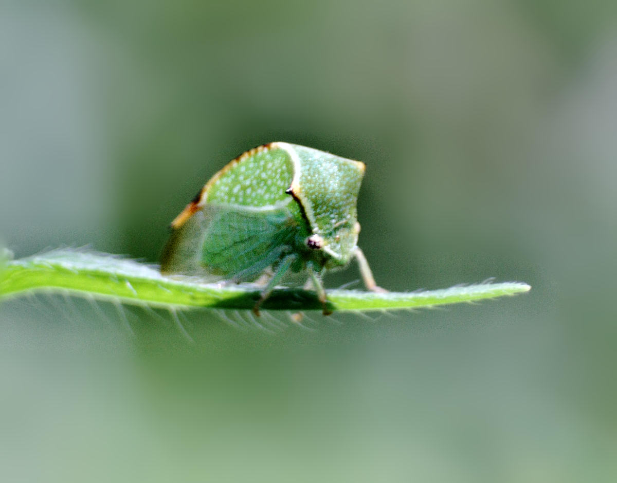 stranissimo,  chiss cos'' ??? Stictocephala bisonia